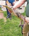 Drugs house turned out to be croc den Drugs house turned out to be croc den