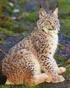 Lynx habitat to help bring big cats back
