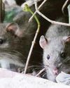 Squalid living with rats since murder arrest