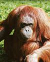 Zoo saddened by death of 'iconic' orangutan Leonie