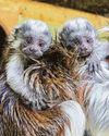 Monkey twins are world's rarest zoo-borns37