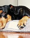 Heatwave warning to protect 'furry friends' Heatwave warning to protect 'furry friends'