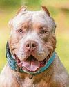 48 XL Bullies seized since February ban16