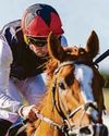 COOLMORE RETIRE STAR STAYER KYPRIOS54