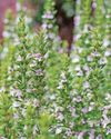 The sprig picture75