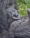Gorilla awww-fare53