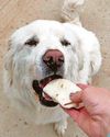 DOG'S 2-HOUR TREK TO GET A GRRR-ITO..36