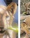 Pride after 3 lion cubs are rescued14