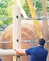 Elephant saved after Nellie flop50