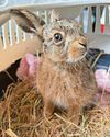 Tiny hare arrives by pen knife C-section61