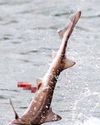 Jack the flipper43