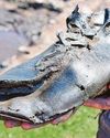 What did the Romans ever shoe for us?39