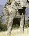 ELEPHANT KILLS 2 IN SAFARI ATTACK43