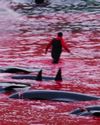 Outcry over slaughter of whales in hunt51
