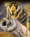 Fears as 3rd Asian hornet nest is found23
