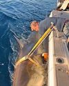 GREAT WHITE FOOD TREK IS JAWSOME50