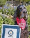 BLOOD HOUND GIVES NEW LEASH OF LIFE..59