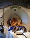 Shut-eye of the tiger36