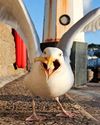 Gulls trying to nick food? Give 'em yell!39