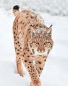 Youth not howling mad about possible return of wolves..25
