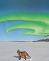 Fantastic Mr Fox & the Northern Lights.. Fantastic Mr Fox & the Northern Lights..55