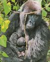 TWIN KONG... TWIN KONG...53