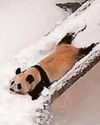 Panda cub slides away in the snow52