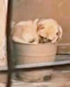 CRUEL PUG OWNER HAS GONE TO POT..53