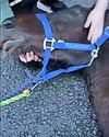 ABANDONED PREGNANT SULKY RACE HORSE DIES20