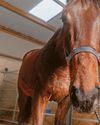 'A year after winning the Champion Chase, I was very lucky to be alive'91