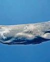 A Moby-Dick move.. whales seen 'butting'58
