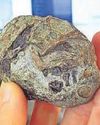 Egg a window into earliest mammals56