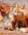 So what are you vixen for dinner?52