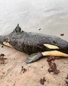 'Shark victim' orca washes up on beach55