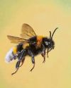STUMBLEBEES39