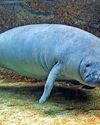 New zoo will suit them to a manatee...56
