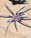 Tarantulas use memory for hunting43
