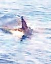 Huge shark off coast.. but it's no-fin to worry about Huge shark off coast.. but it's no-fin to worry about35