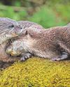 Otterly in love! Otterly in love!36
