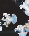 Irish-bred jellyfish display is a must-sea Irish-bred jellyfish display is a must-sea25