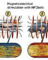 Op hope as tiny robots help repair spinal cords41