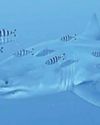 NOTHING BEATS A JAWS 2 IN MED33