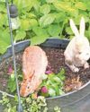 SOMETHING BUNNY IN THE FLOWERPOT37
