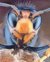 Sting operation launched against invasive species..23