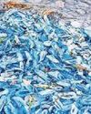 ‘Jellyfish’ invade miles of coastline39