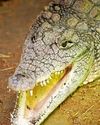 Croc injury boy, 3, is no longer critically ill38