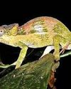 Study finds uncommon chameleons43