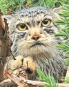 GRUMPY CATS ARE PURR-FECT MATCH41