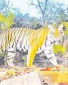 పులి సంచారంతో ప్రజల భయాందోళన3