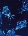 Scientists develop method to expose cancer cells to immune system29